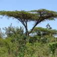 Acacia abyssinica – Flat Top Acacia