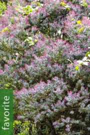 Acacia baileyana 'Purpurea' – Purple Cootamundra Wattle