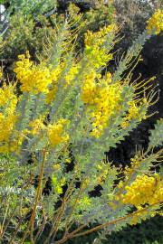 Acacia cultriformis – Messerblatt-Akazie