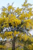 Acacia fimbriata – Brisbane Golden Wattle
