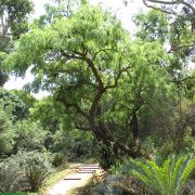 Acacia karroo – Sweet Thorn