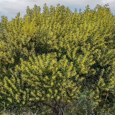 Acacia longifolia subsp. sophorae – Coastal Wattle