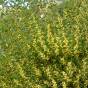 Acacia longifolia subsp. sophorae – Coastal Wattle