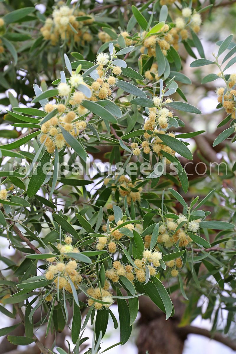Acacia Melanoxylon Australian Blackwood Buy Seeds At Rarepalmseeds Com