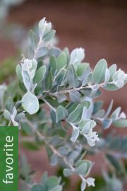 Acacia podalyriifolia – Queensland Silver Wattle, Pearl Acacia