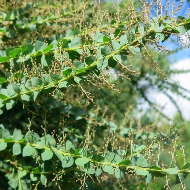 Acacia pravissima – Ovens Wattle, Wedge-Leaved Wattle