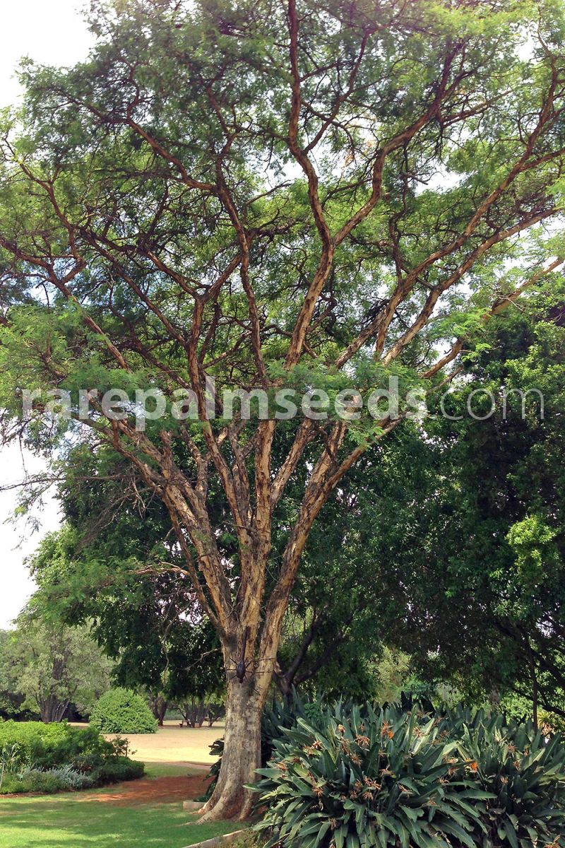 10 x Acacia sieberiana seeds Paperbark Thorn 