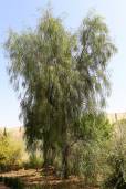 Acacia stenophylla – River Cooba, Shoestring Acacia