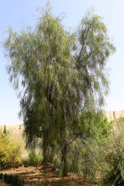 Acacia stenophylla – Schnürsenkel-Akazie