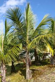 Acanthophoenix crinita – White Barbel Palm
