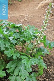 Acanthus mollis – Bears Breeches, Oyster Plant