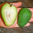 Acca sellowiana – Pineapple Guava