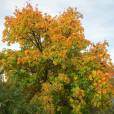 Acer campestre subsp. campestre – Field Maple