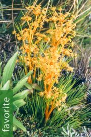 Aciphylla montana – Mountain Speargrass