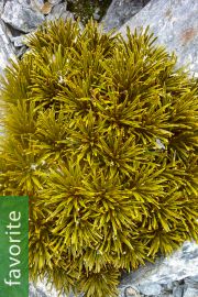Aciphylla simplex – Simple Speargrass