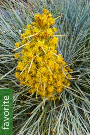 Aciphylla squarrosa – Taramea, Speargrass, Spaniard
