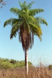 Acrocomia aculeata – Coyol Palm