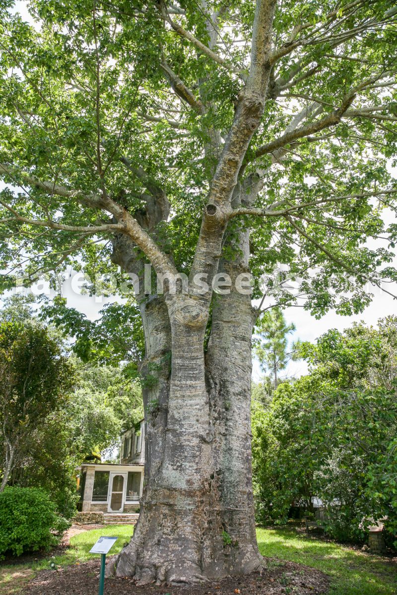 100 Graines Baobab Africain 'Baobab Adansonia Digitata' seeds 