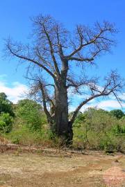 Adansonia perrieri – Perrier's Baobab