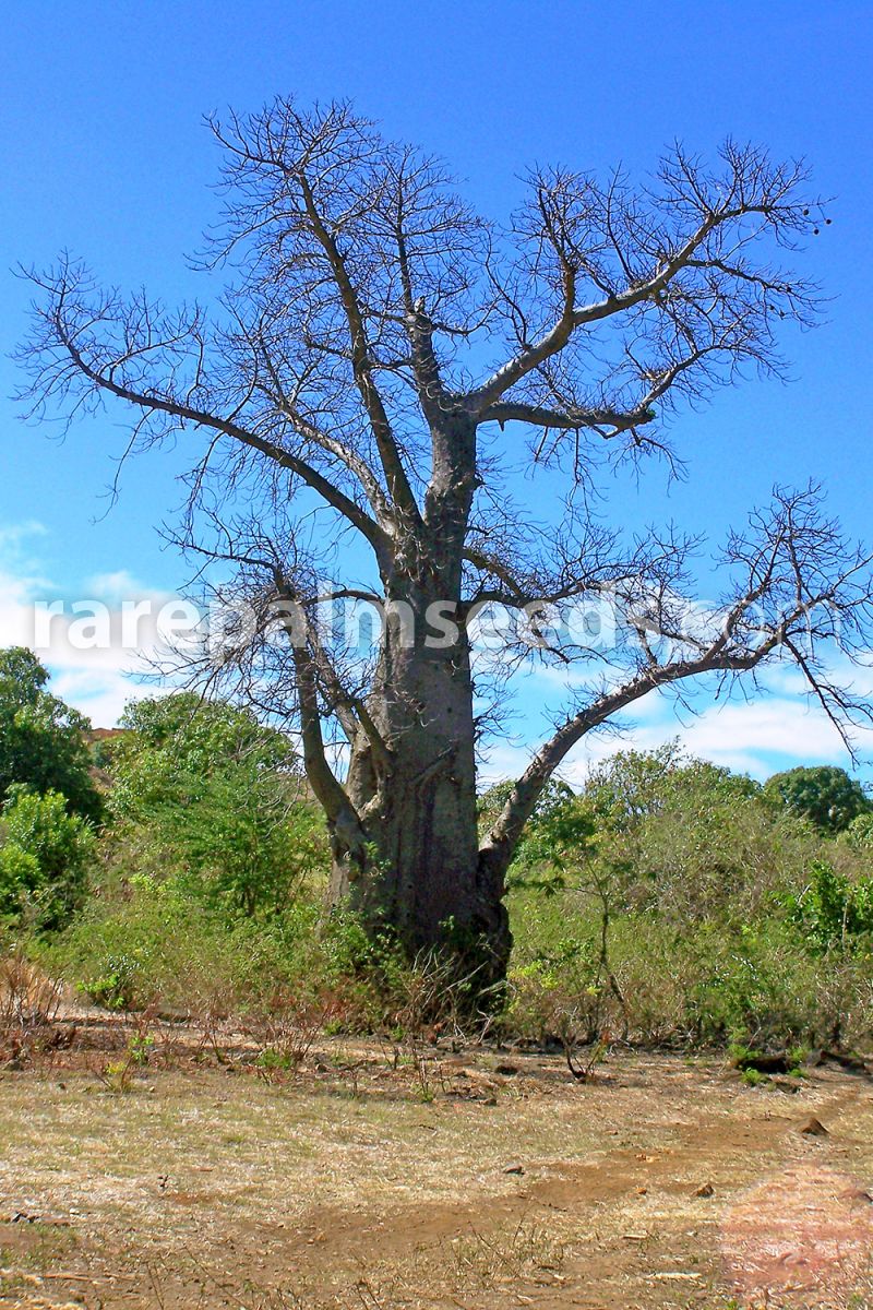 ❀⊱ ADANSONIA ✿ PERRIERI BAOBAB ✿ TREE PLANT INCREDIBLE BONSAI CAUDEX SEEDS ✿7
