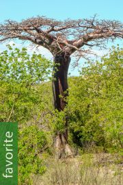 10 semillas frescas de 2020 Australiano baobab-Adansonia Gregorii