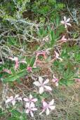 Adenium multiflorum – Impala Lily