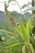 Aechmea angustifolia