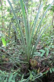 Aechmea strobilacea – Giant Coning Bromeliad