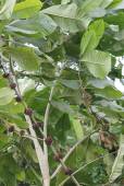 Aegiphila sellowiana – Tamanqueira