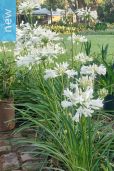 Agapanthus praecox 'Alba' – White Lily of the Nile