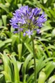Agapanthus praecox 'Blue' – Blue Lily of the Nile