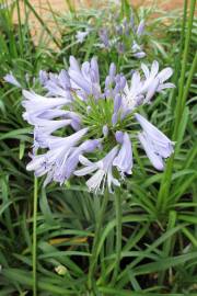 Agapanthus praecox 'Dwarf Blue' – Dwarf Blue Lily of the Nile