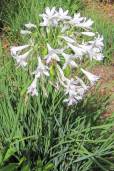 Agapanthus praecox 'Dwarf White' – Dwarf White Lily of the Nile