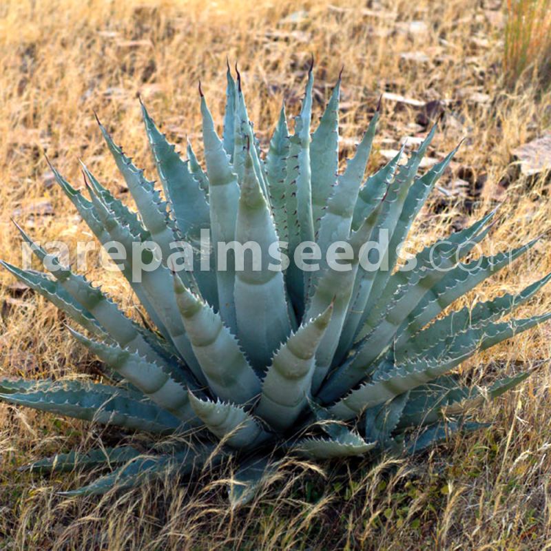 RARE AGAVE LECHUGUILLA exotic garden cacti succulent rare cactus seed 50 SEEDS 