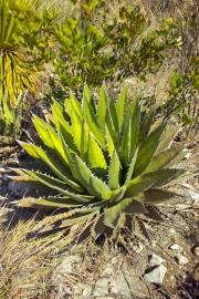 Agave kerchovei – Pichomel-Agave