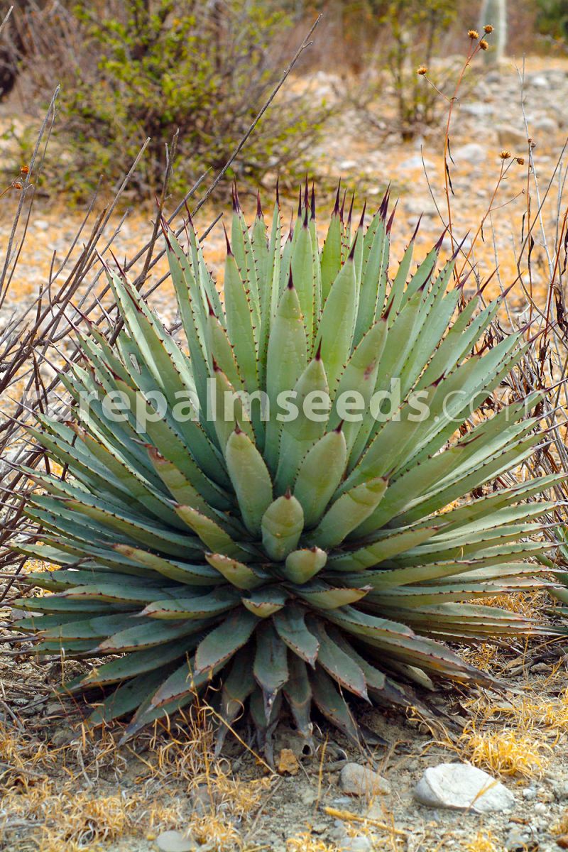 50 seeds of agave macroacantha succulents succulents seed C cacti