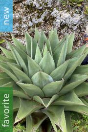Agave montana – Hardy Century Plant