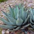 Agave parryi x Agave flexispina