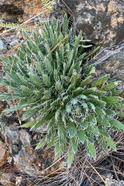Agave polianthiflora – Mescalito