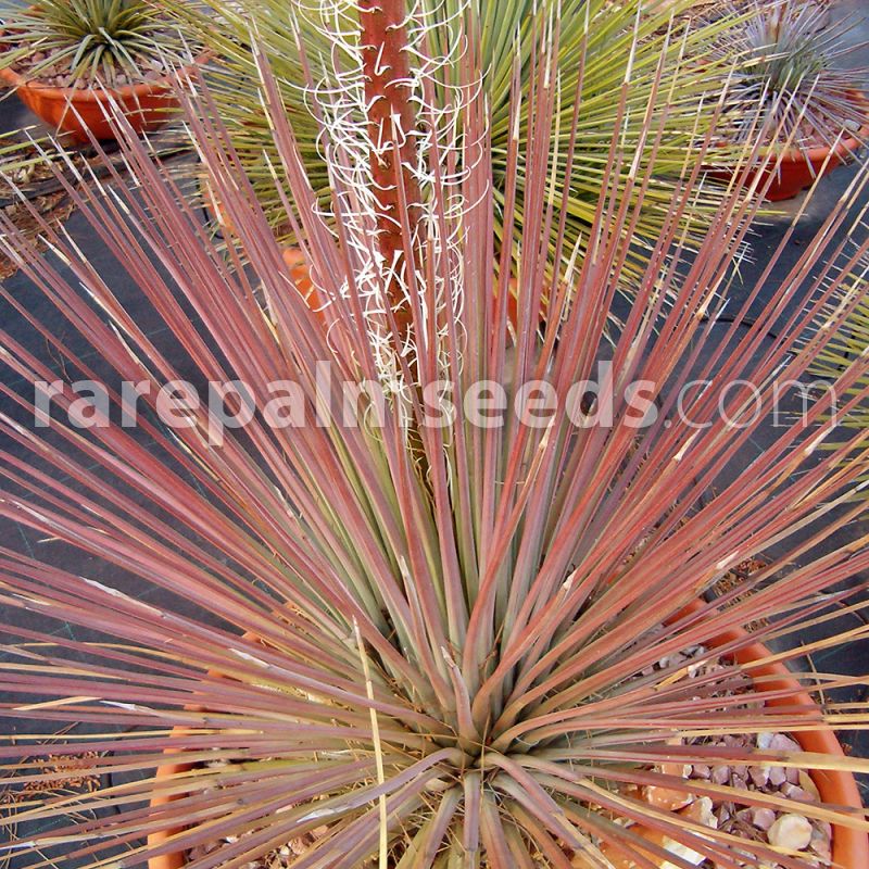 cacti succulents seed R succulents 10 seeds of agave Stricta var rubra