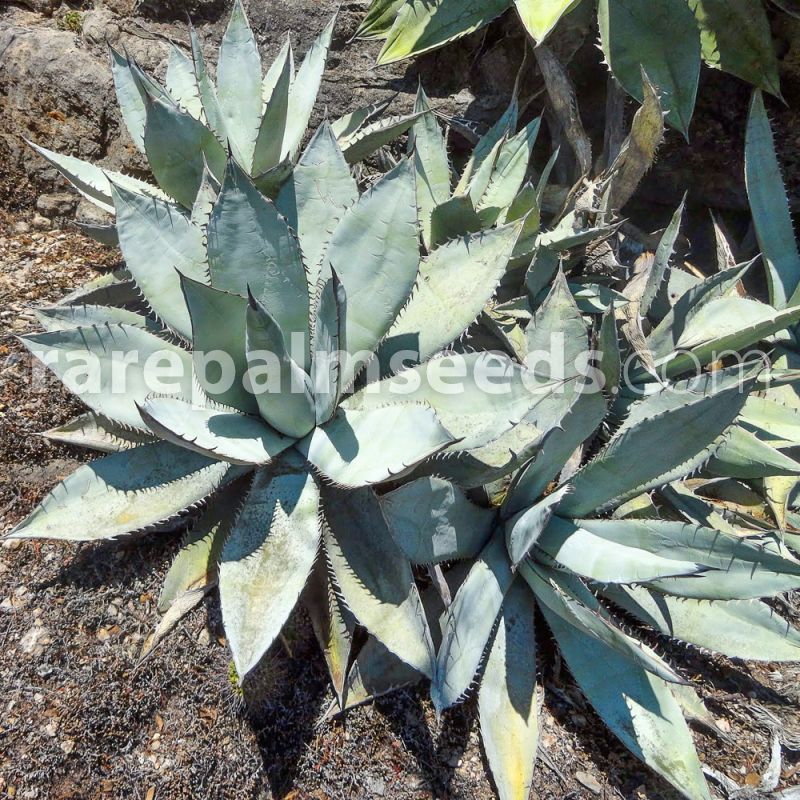 Agave titanota 'Blue' – Alabaster White Agave – Buy seeds at 