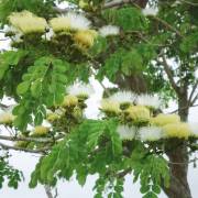 Albizia guachapele – Chime Tree