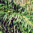 Allagoptera arenaria – Restinga Palm