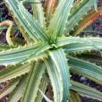 Aloe arborescens 'Variegata' – Aloe candelabro, savila