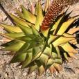 Aloe broomii var. tarkaensis – Mountain Aloe, Snake Aloe