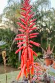 Aloe bussei