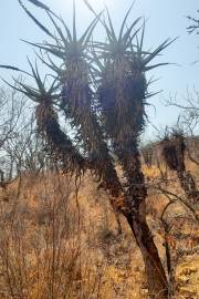 Aloe castanea – Cat's Tail Aloe