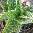 Aloe deltoideodonta var. ruffingiana