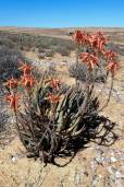 Aloe falcata – Vanrhynsdorp Aloe
