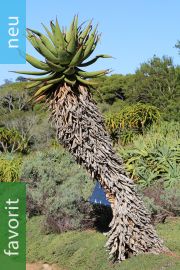 Aloe ferox – Bitteraloe